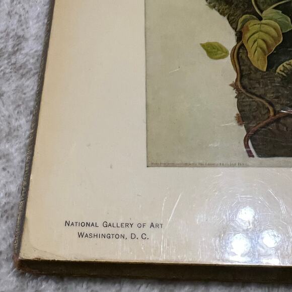 John James Audubon 1785-1851 Columbia Jay From The Birds of America Plate 96 - Picture 3 of 11